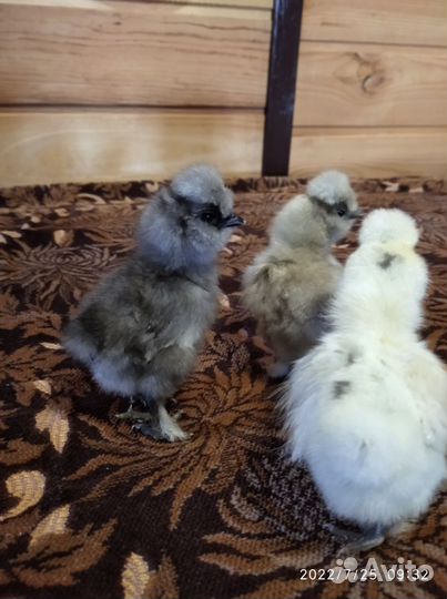 Инкубационное яйцо китайских шелковых