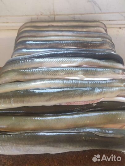 Угорь Балтийский свежий