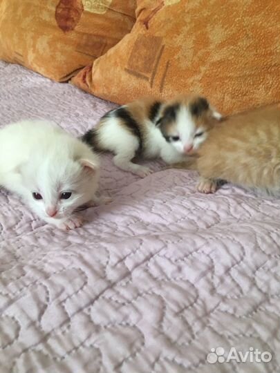 Отдам в добрые руки котят