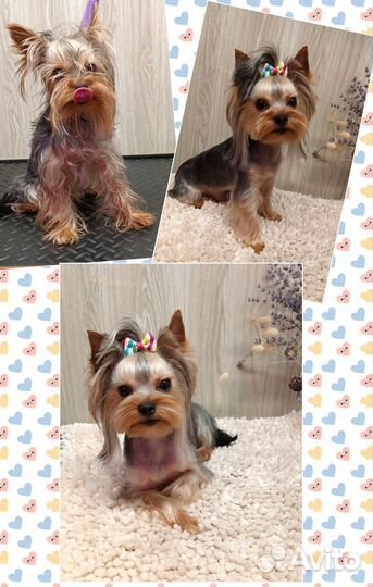 Услуги грумера. Стрижка собак и кошек