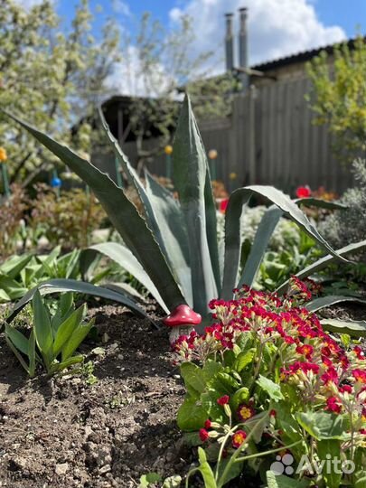 Красавицы Агавы огромные и маленькие