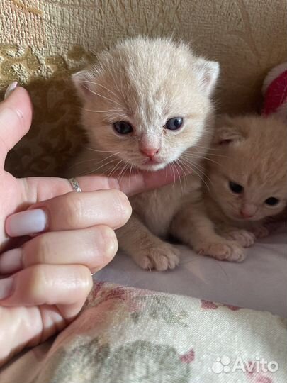 Британская