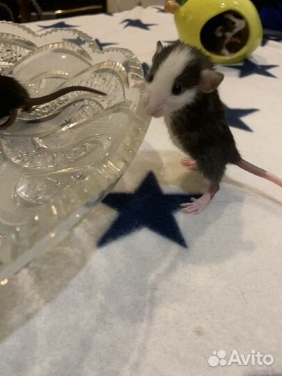 Крысята дамбо