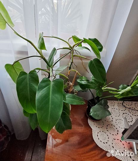 Комнатные растения