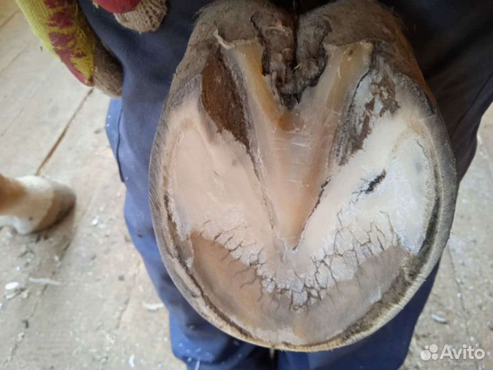 Расчистка копыт лошадей, ковка