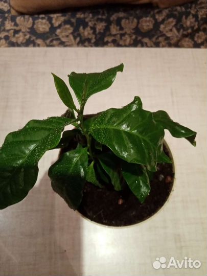 Кофейне дерево. Арабика