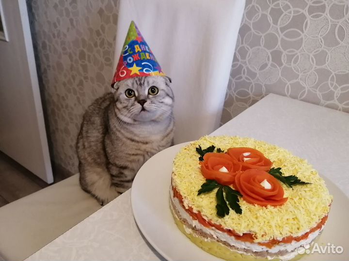 Шотландский вислоухий кот на вязку