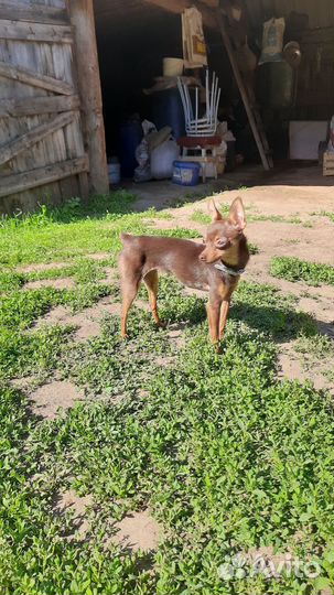 Русский той-терьер, девочка, 1, 5 годика