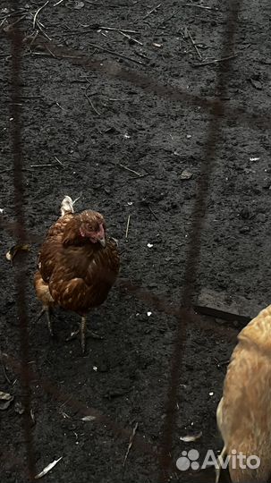 Продам кур