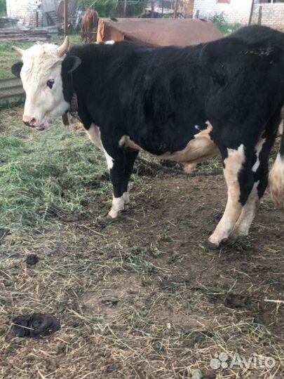 Коров свиней Коз и хряков