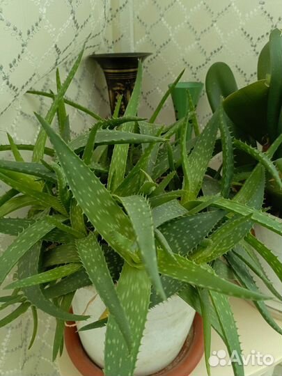 Гемантус, сингониум, алое вера и др. Цветы