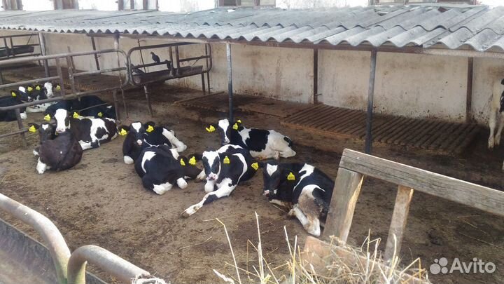 Телята бычки