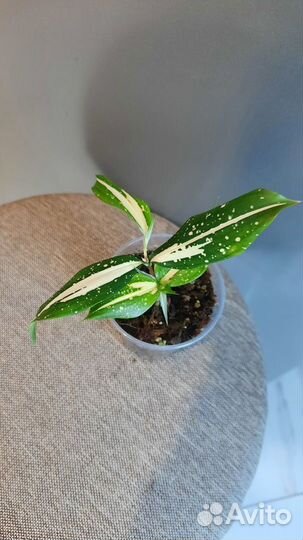 Домашние растения