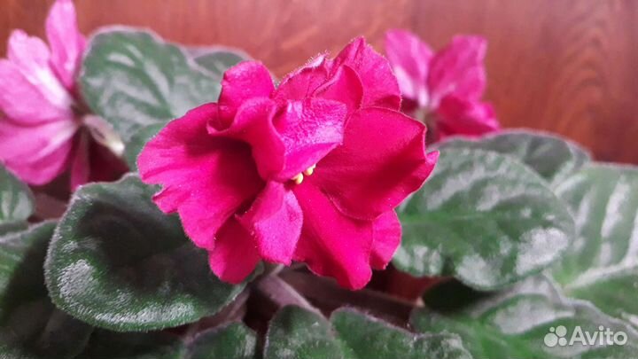 Фиалка - Подарок