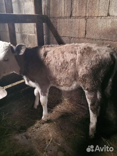 Корова и телята