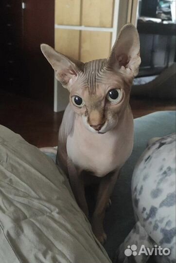 Канадский сфинкс