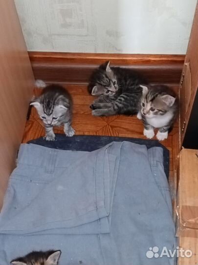 Котята в дар бесплатно