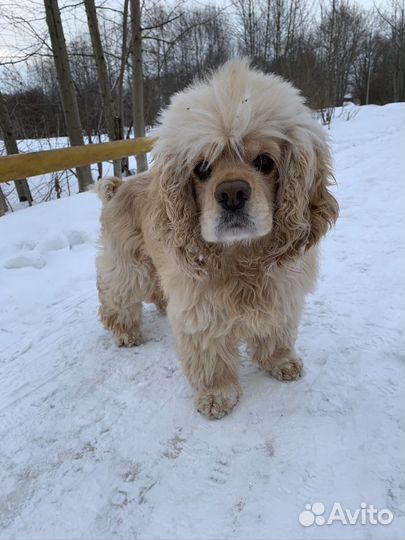 Ищем даму сердца