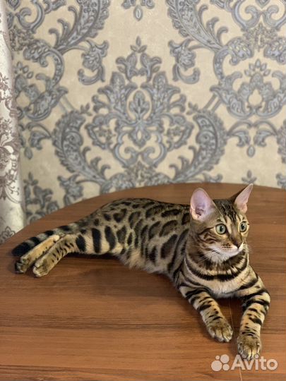 Бенгальские котята