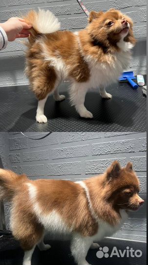 Грумер, экспресс линька собак