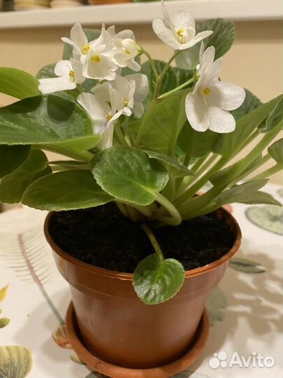 Фиалка сортовая цветущая