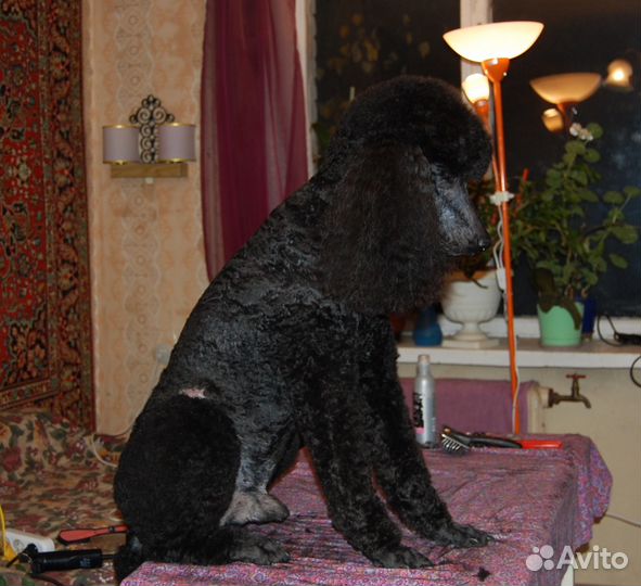 Стрижка кошек, собак, лошадей. Выезд. Опыт 16 лет