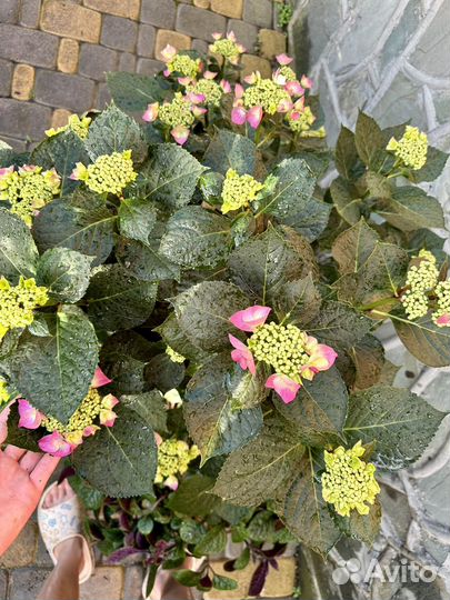 Гортензия крупнолистная