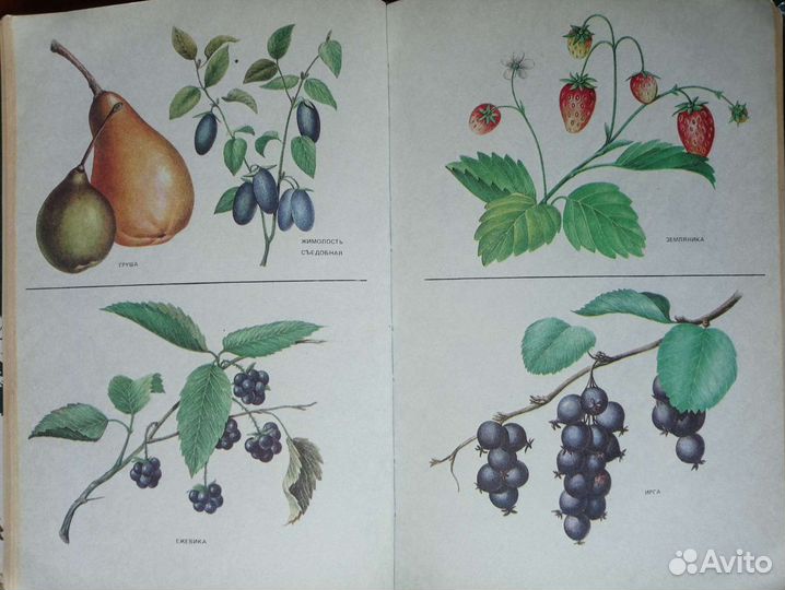 Ботанические иллюстрации плоды И ягоды