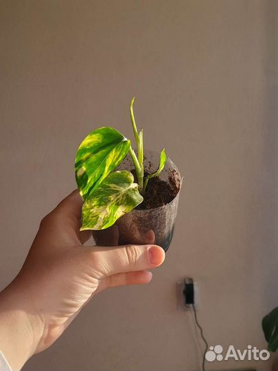 Сциндапсусы