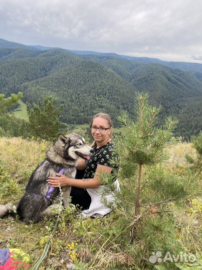 Кинолог, дрессировка