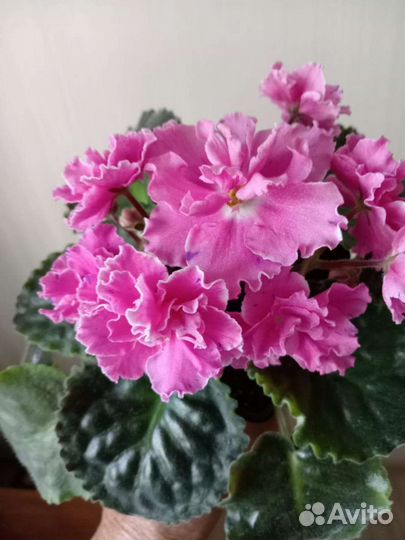 Фиалка детки и не только