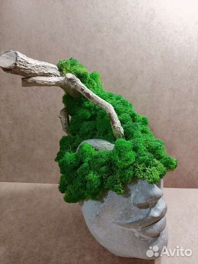 Кашпо из бетона и мха