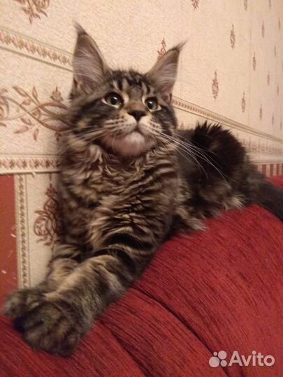 Кот Мейн-кун на вязку