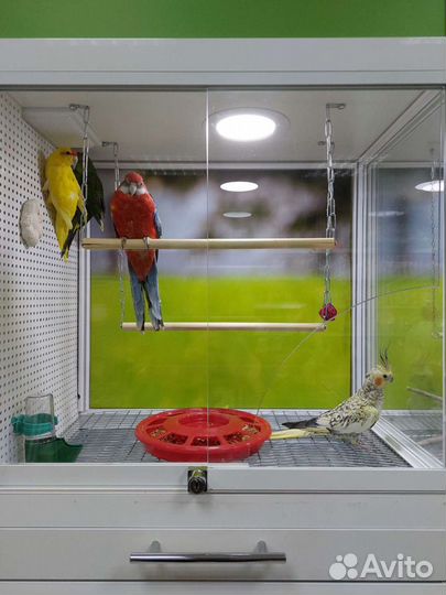 Попугаи разных видов