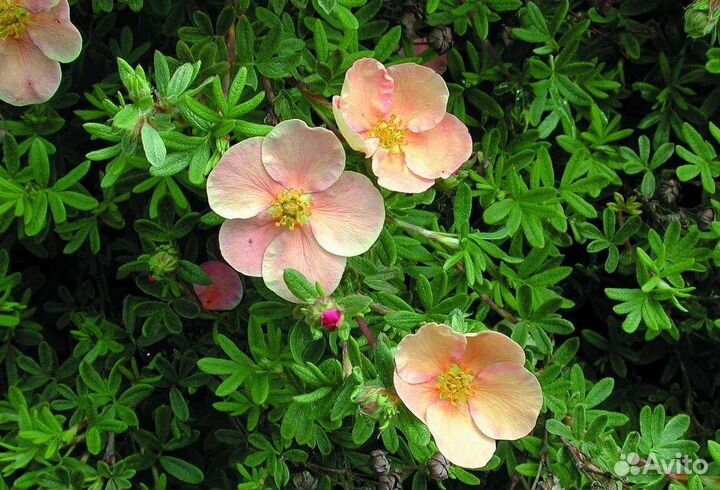 Цветущие кустарники