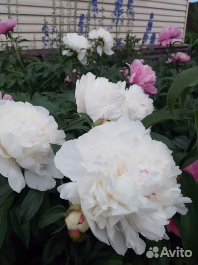 Пион Купена Ирис Вербейник Сныть