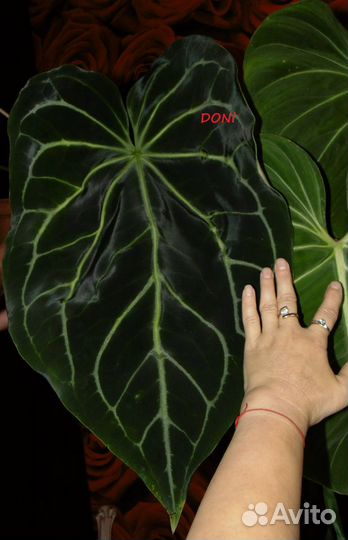 Антуриумы crystallinum x magnificum и silver blush