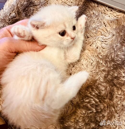 Шотландские котята