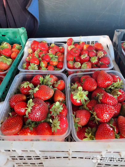 Клубника домашняя с Рамони, саженцы усы клубники