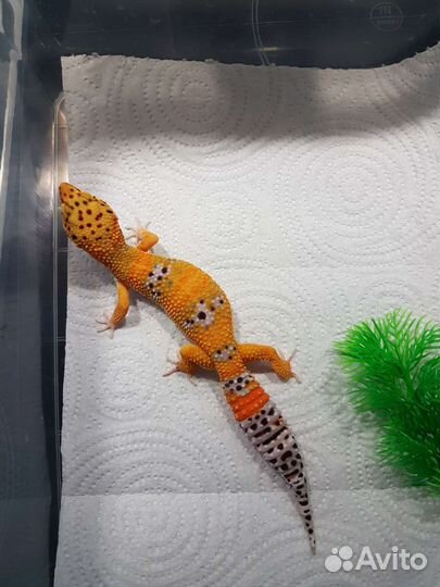 Геккон эублефар малыши