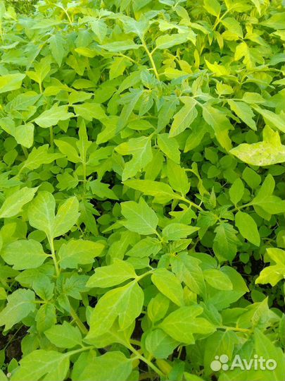 Рассада помидор