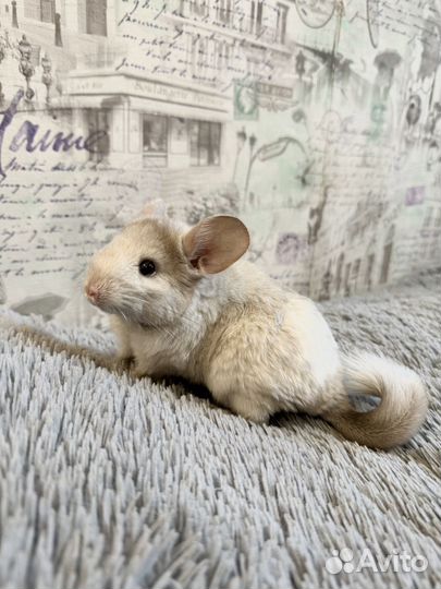 Шиншилла девочка 3 мес