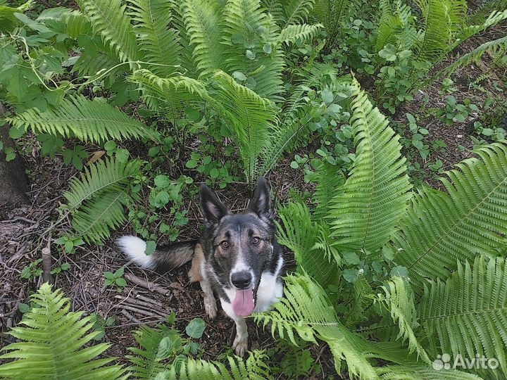 Кинолог/ специалист по коррекции поведения собак