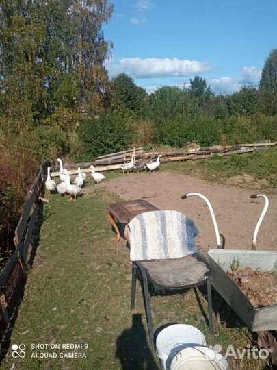 Гуси 6 шт порода Линда, возраст 2,5 мес