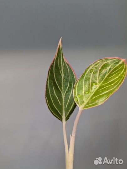 Аглаонема pink lady Тайвань