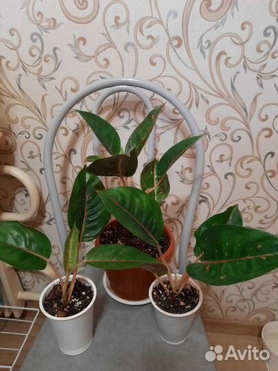 Аглаонемы разные