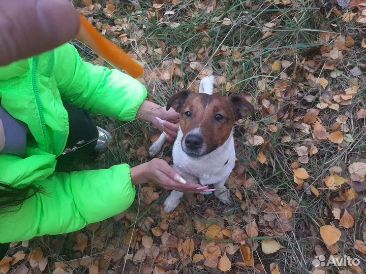 Вязка джек Рассел терьер