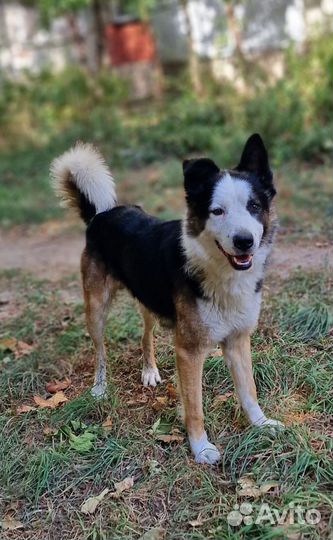 Собака в добрые руки