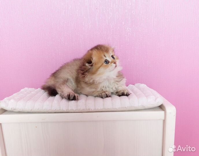 Шотландская вислоухая девочка