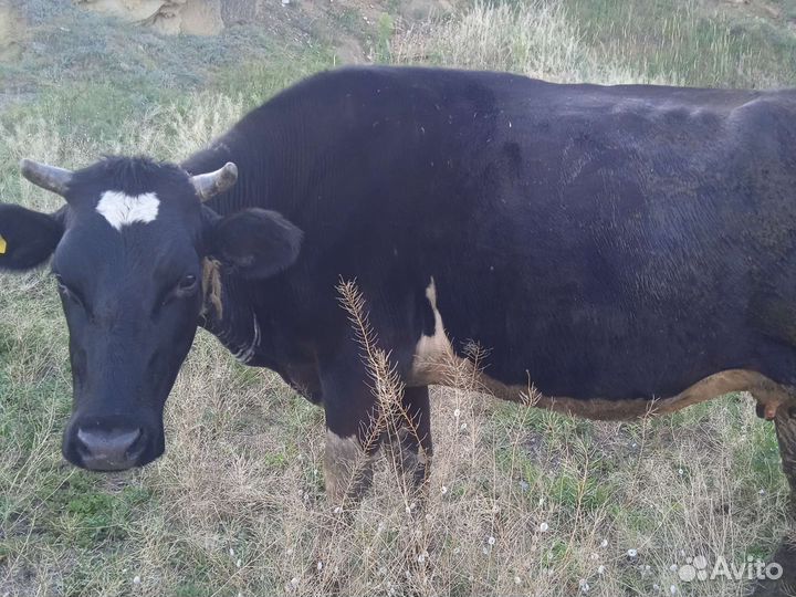 Продам телок